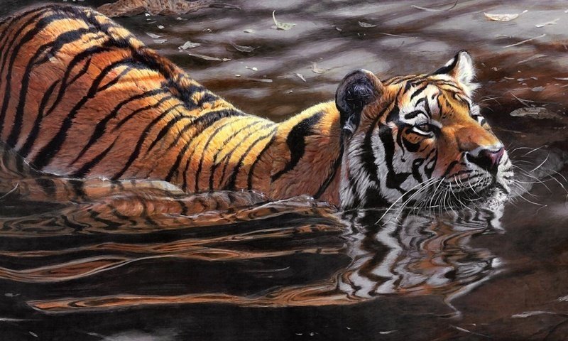 №951964 - хищник, вода, отражение, тигр - оригинал