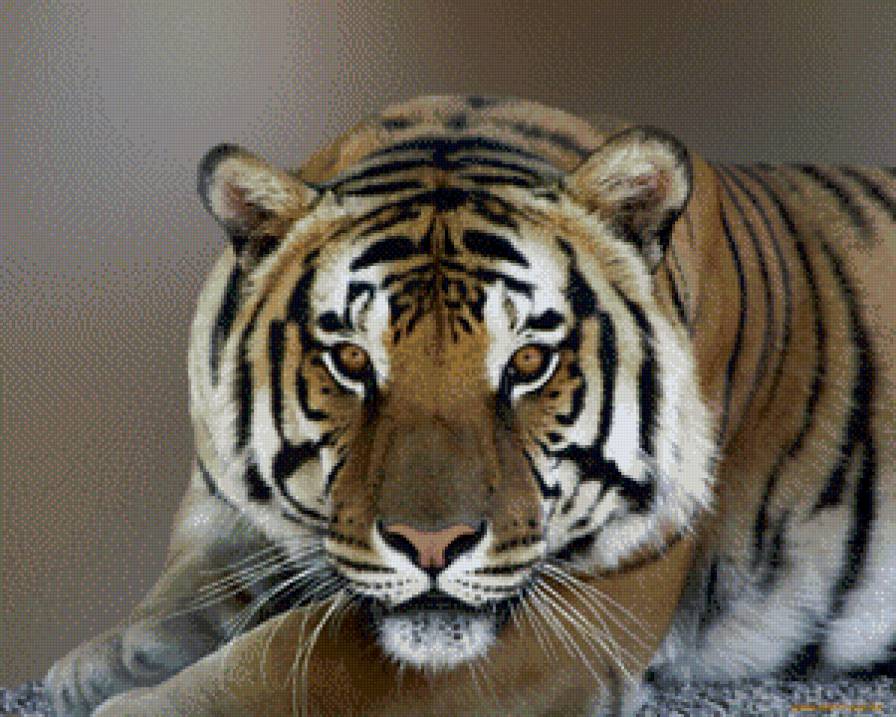 №951982 - отдых, хищник, взгляд, тигр - предпросмотр