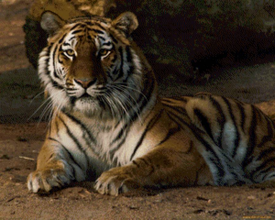 №951984 - тигр, природа, полосатый хищник, отдых - предпросмотр