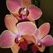 Схема вышивки «№952246»