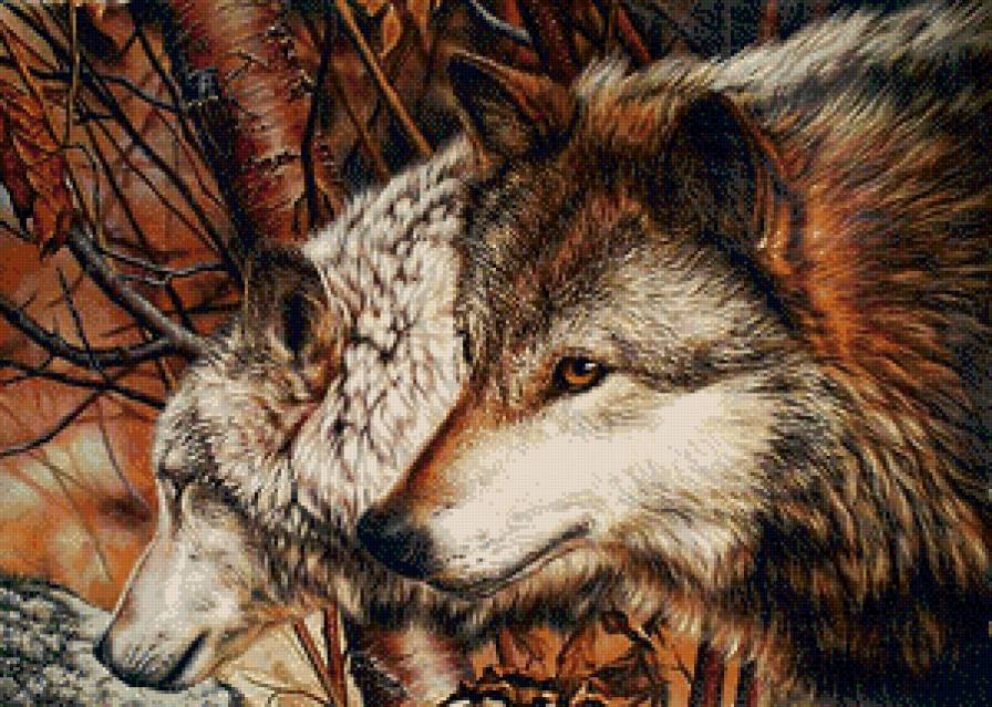 Серия "Дикая природа" - пара волков, лес, волки, природа - предпросмотр