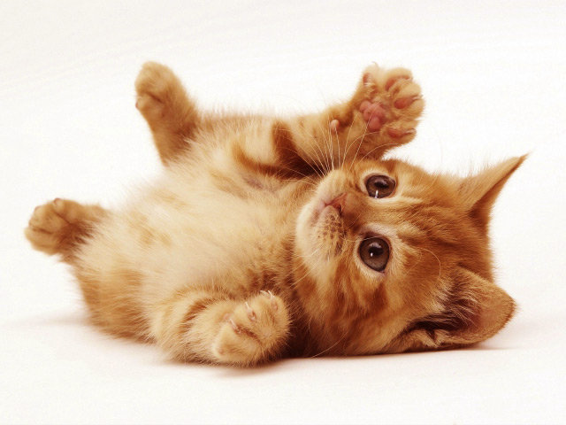 Милашка - котенок - оригинал