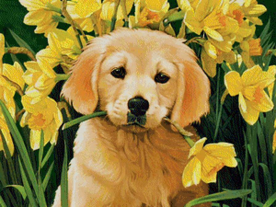 Серия "Домашние любимцы" - нарциссы, песик, щенок, цветы, животные - предпросмотр