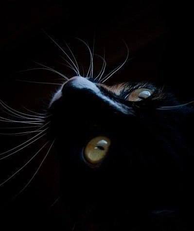чёрный кот - котик, кошка, черный - оригинал