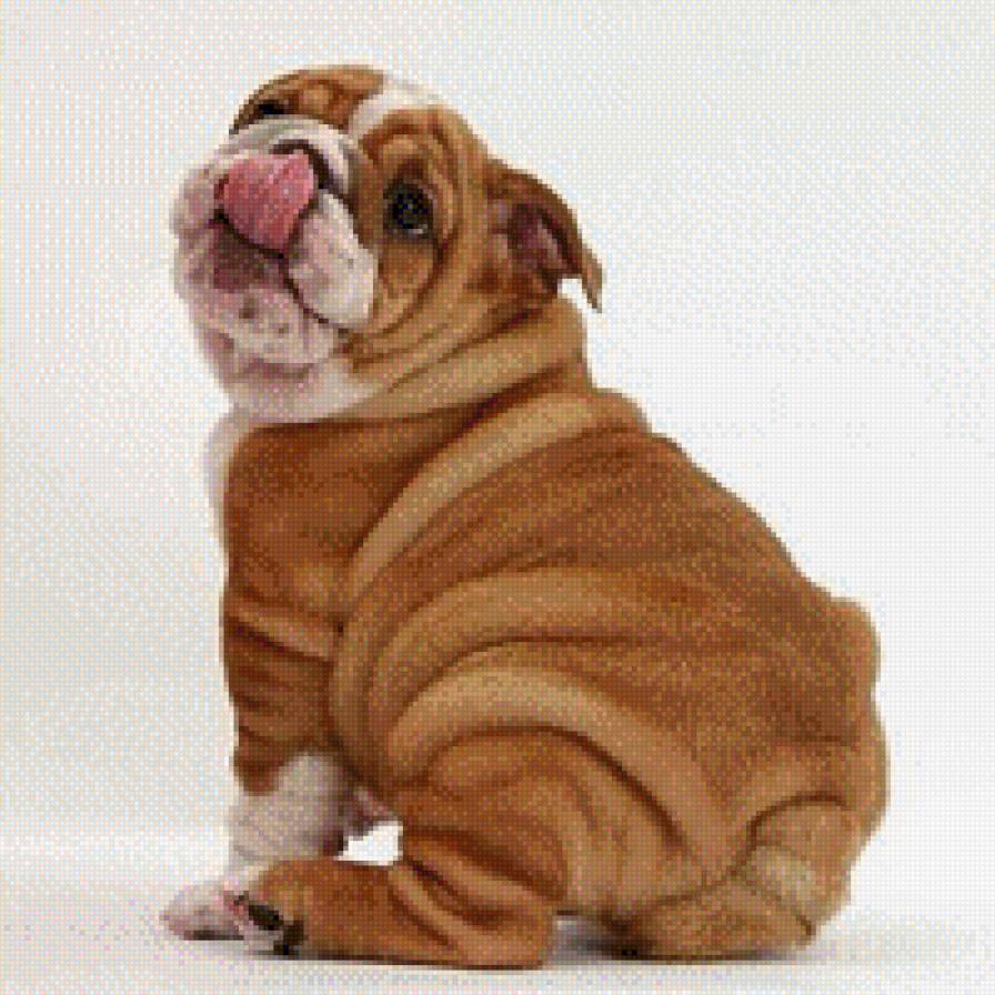 собачка - предпросмотр