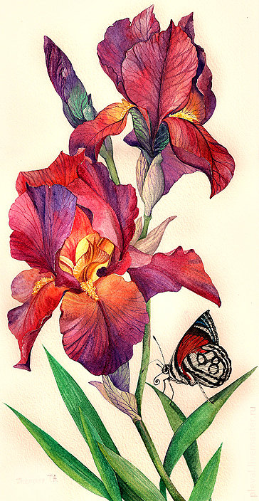 Серия "Цветы, букеты" Акварель - садовые цветы, ирисы, бабочка, банно - оригинал