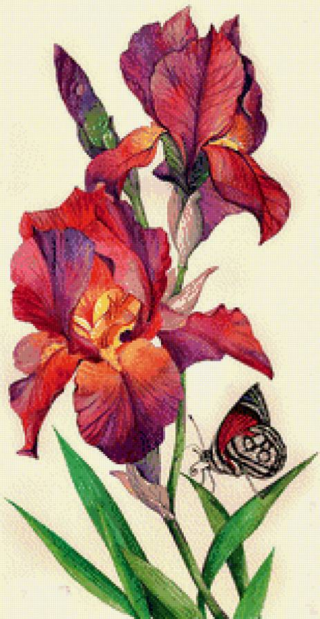 Серия "Цветы, букеты" Акварель - бабочка, банно, ирисы, садовые цветы - предпросмотр