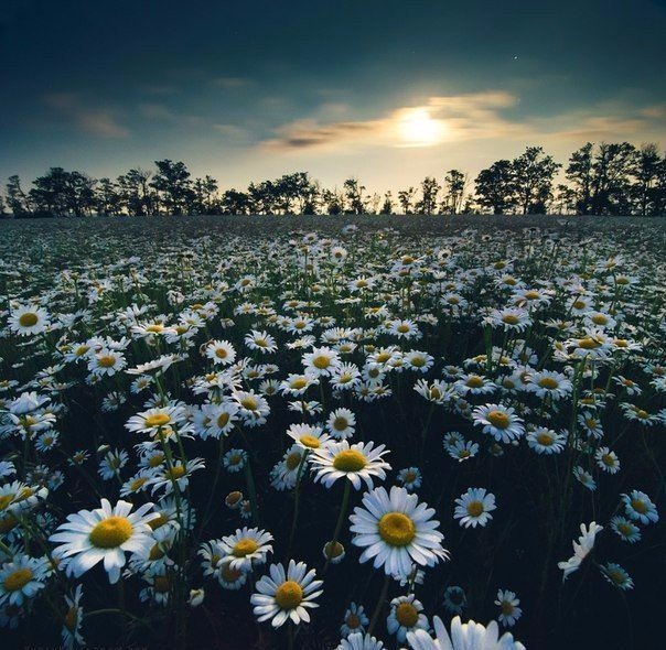 ромашки - цветы - оригинал