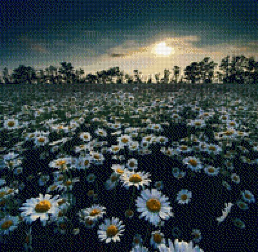 ромашки - цветы - предпросмотр