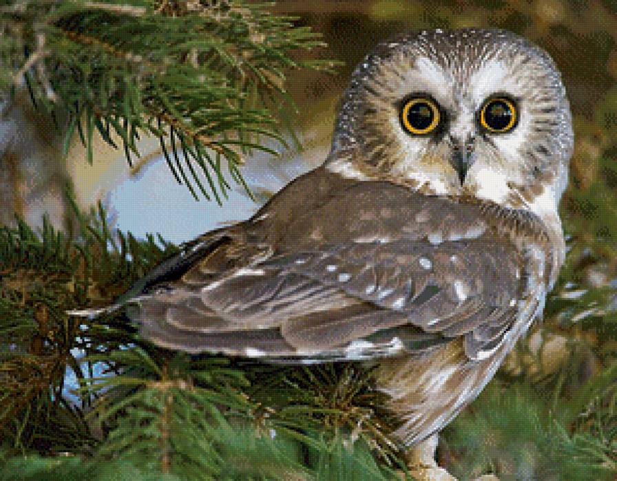 Серия "Пернатые" - глаза, птицы, природа, взгляд, сова - предпросмотр