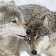 Схема вышивки «Волчий поцелуй»