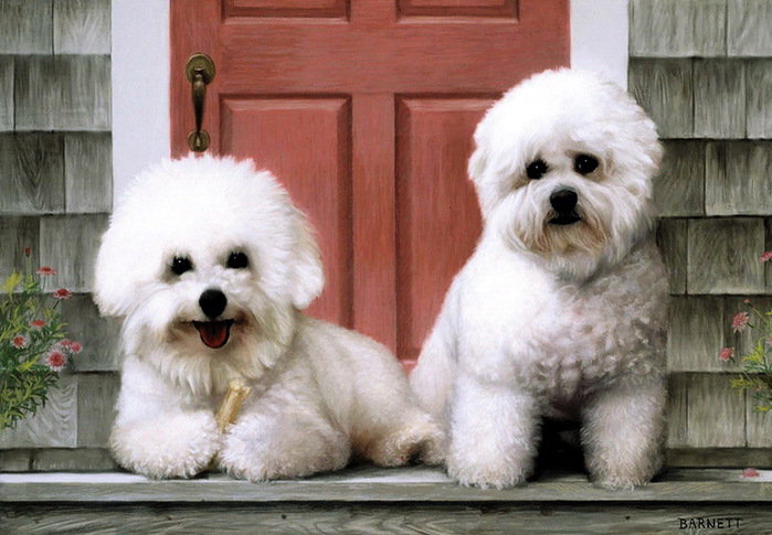 милахи - собака, порода - оригинал