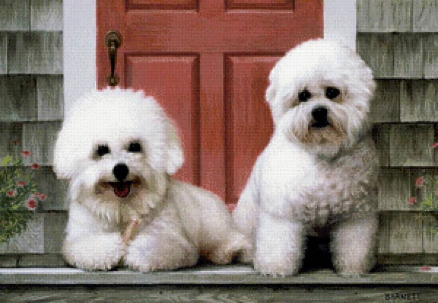 милахи - собака, порода - предпросмотр