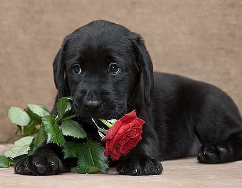 щенок с розой - животные, собаки - оригинал