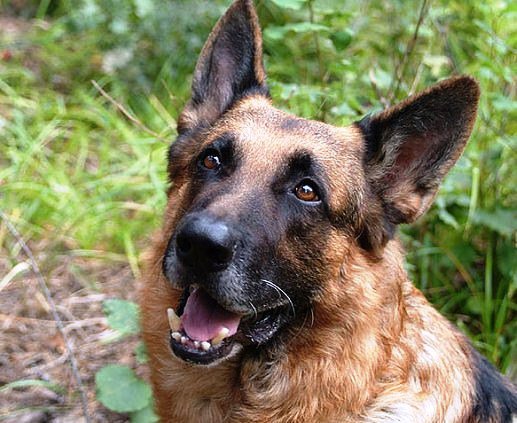 мухтар - собаки, животные - оригинал