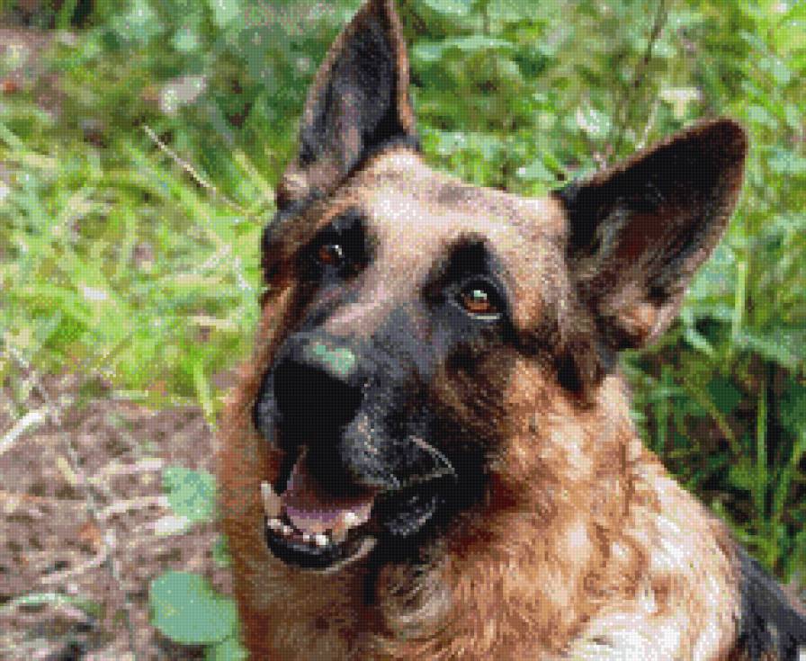 мухтар - животные, собаки - предпросмотр