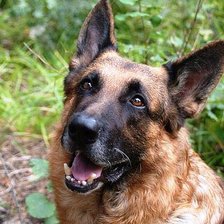 Схема вышивки «мухтар»