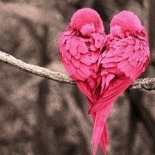 Схема вышивки «Влюбленные попугайчики»