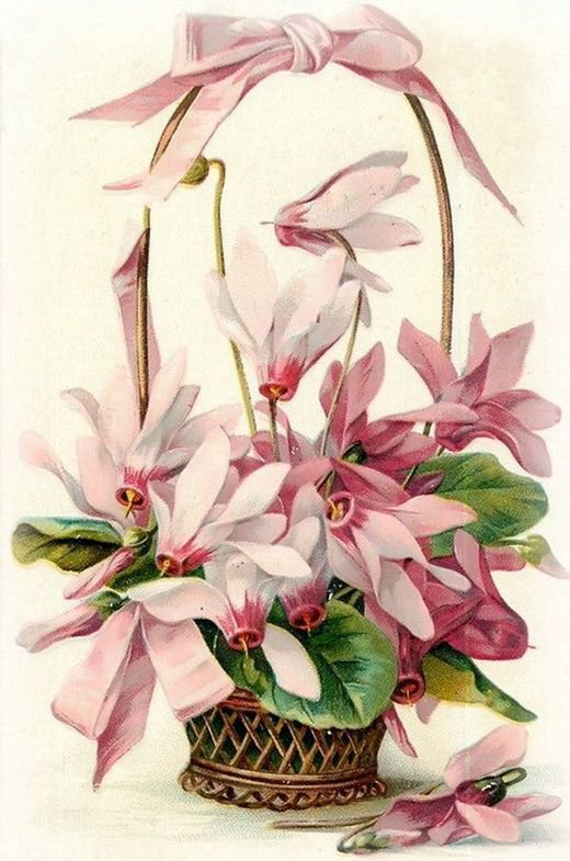 Цикломены - оригинал