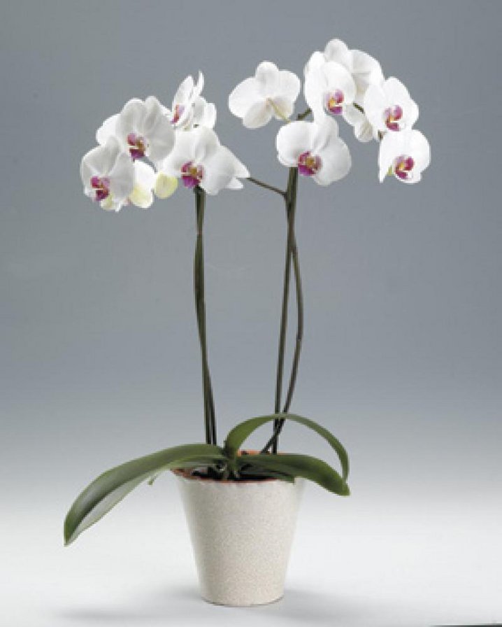 Купить орхидею в саратове. Орхидея фаленопсис. Орхидея фаленопсис двуствольная. Фаленопсис гибрид Lee 1015. Орхидея фаленопсис белая.