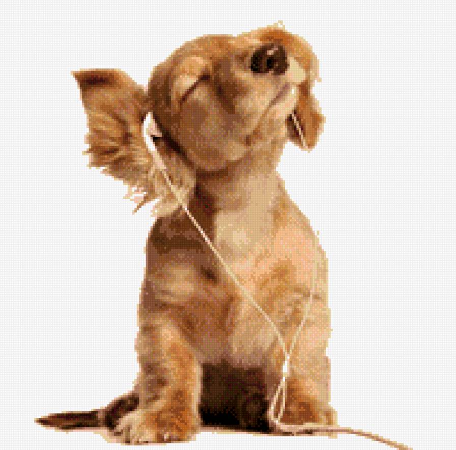 Щенок меломан - щенки, собаки, музыка, животные - предпросмотр