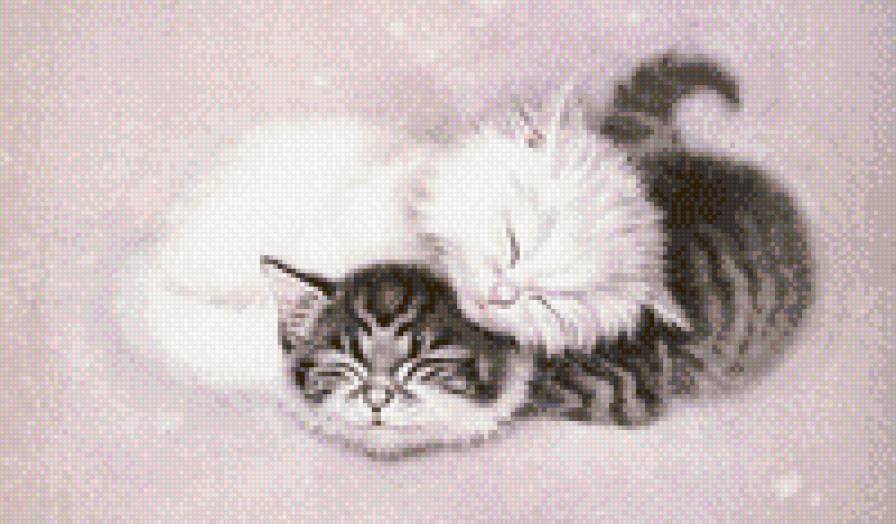 Котята - животные. кошки - предпросмотр