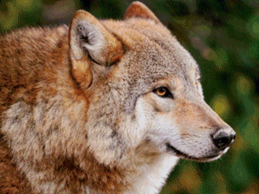 Серия -животные - волки - предпросмотр