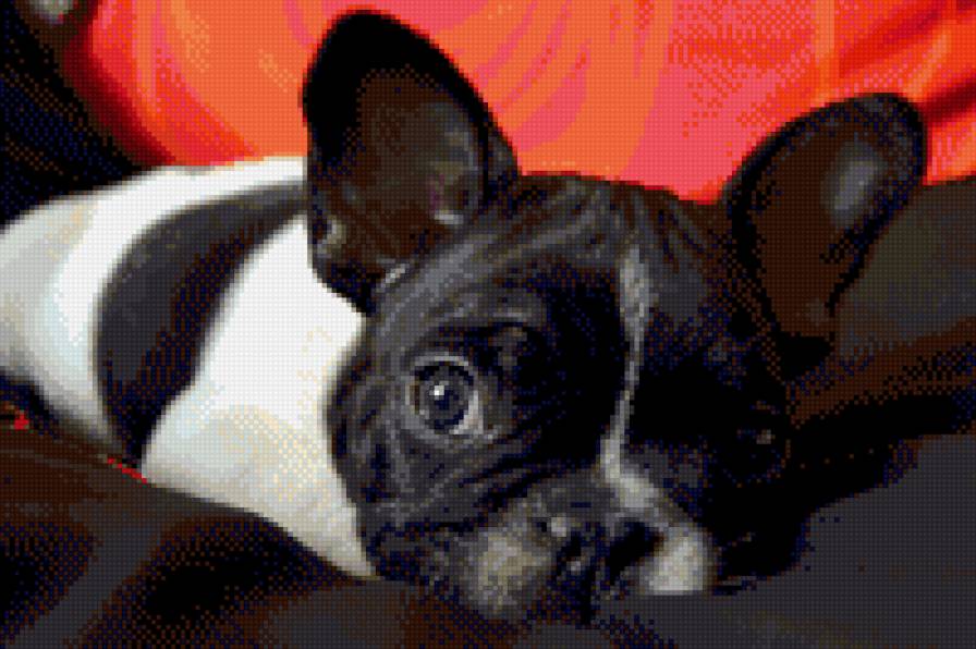 Собака - бульдог, французский бульдог, собака - предпросмотр