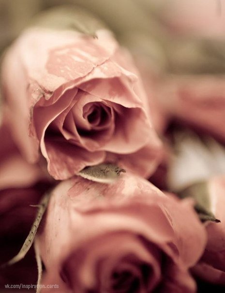 Отражение - вода розы цветы нежность - оригинал