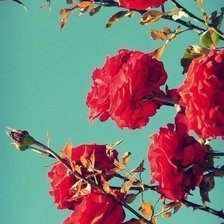 Схема вышивки «цветы»