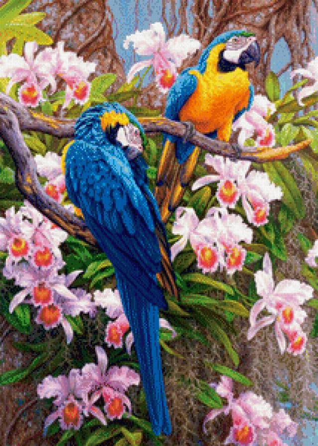 Попугаи - живая природа - птицы, природа - предпросмотр
