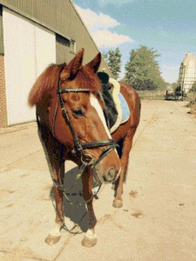 Конь - конюшня, конь - предпросмотр