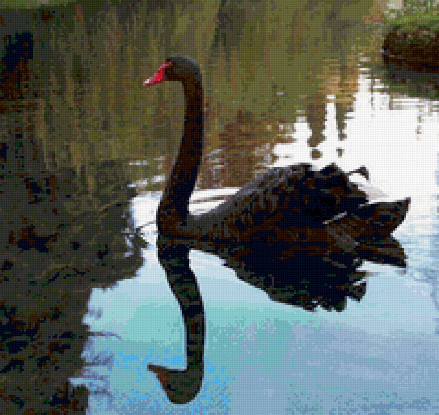 черный лебедь - природа, птицы, лебедь - предпросмотр