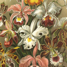 Схема вышивки «Чудо-цветы»