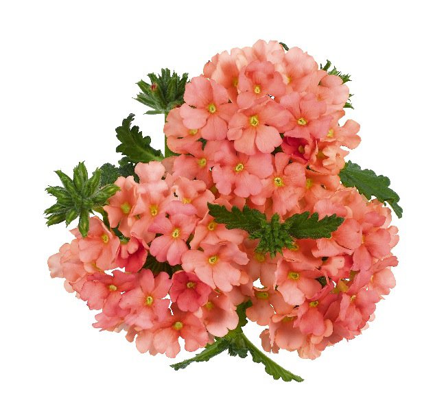 Вербена - коралл, вербена, цветы - оригинал