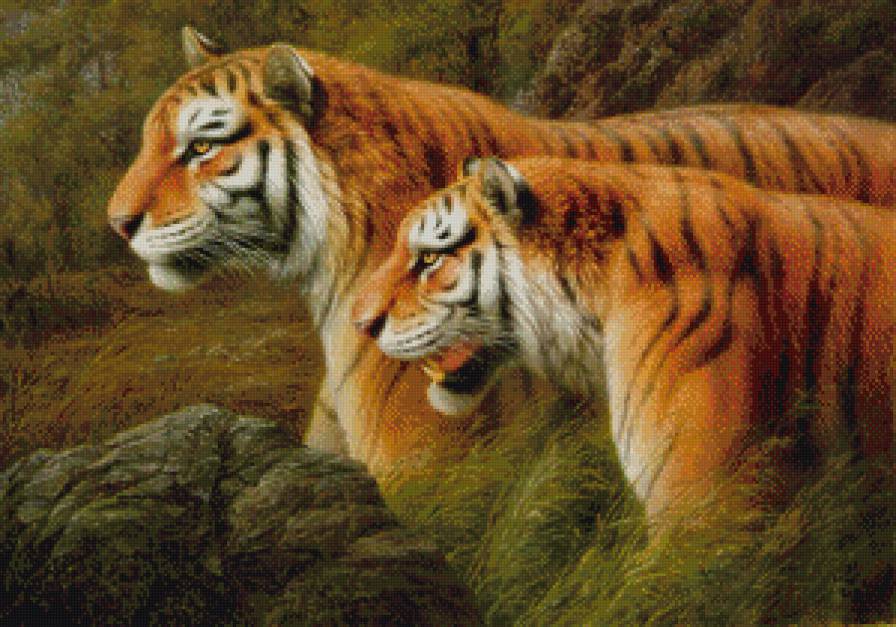 пара тигров - тигр, хищник - предпросмотр