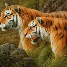 Оригинал схемы вышивки «пара тигров» (№956718)
