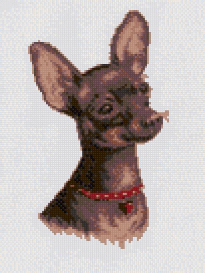 Русский Той Терьер - той терьер, собаки - предпросмотр