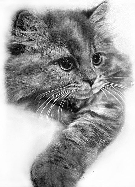 Серия "Домашние любимцы" - кот, черное и белое, котенок, животные, потрет, кошка - оригинал
