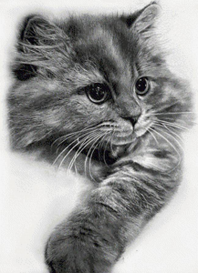 Серия "Домашние любимцы" - потрет, кошка, животные, черное и белое, котенок, кот - предпросмотр
