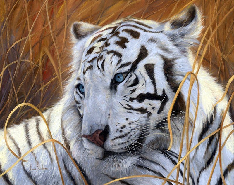 белый тигр - хищник, тигр - оригинал