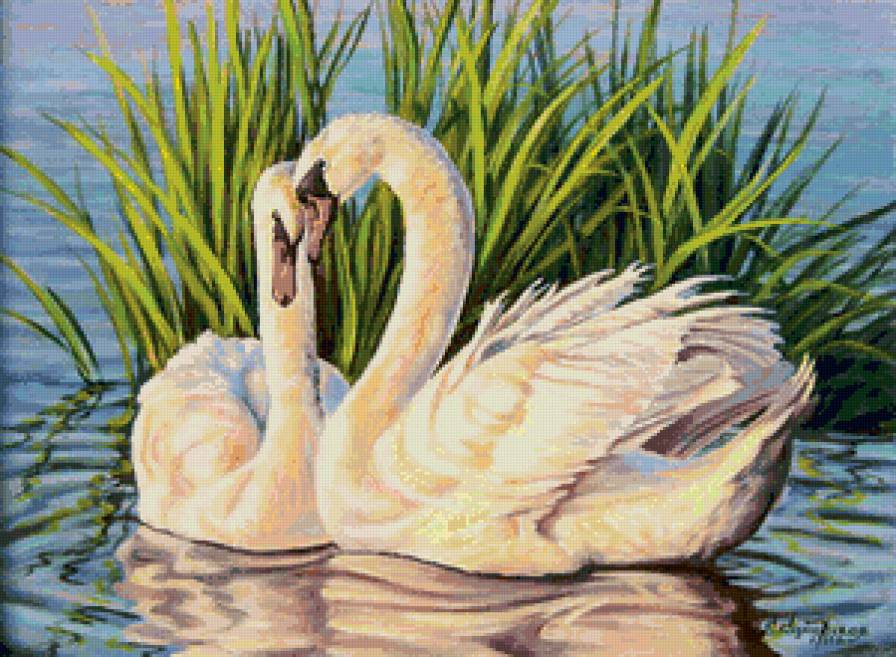 Лебединая пара - любовь, природа, пейзаж, лебеди - предпросмотр