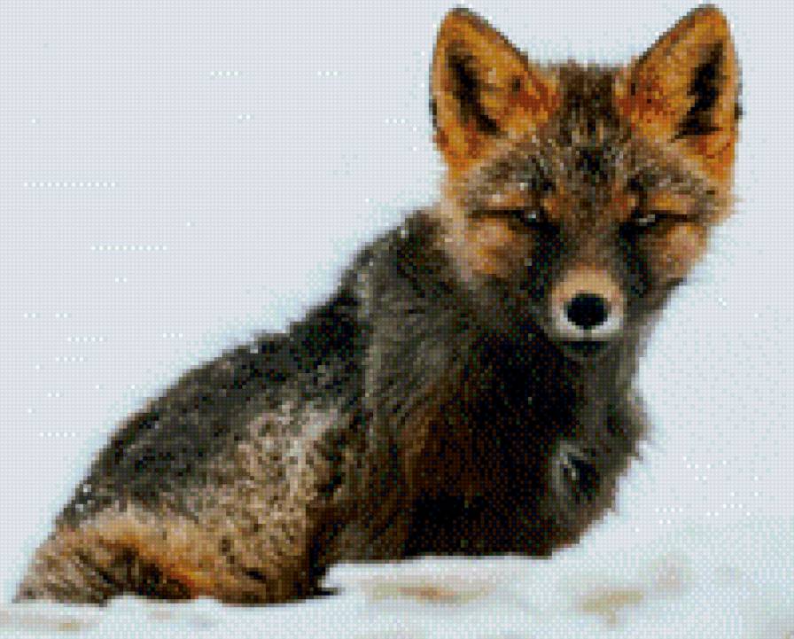 №957871 - животные, лиса - предпросмотр