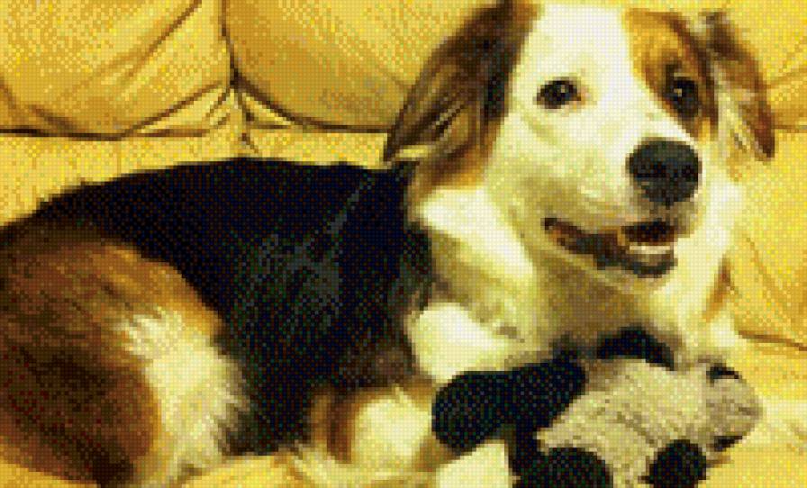 №958002 - животные, собака - предпросмотр