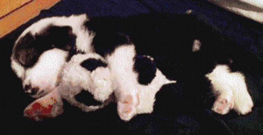 №958004 - животные, щенок, собака - предпросмотр