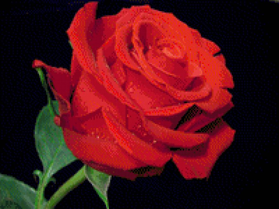 Красная роза - роза, бутон, цветок - предпросмотр