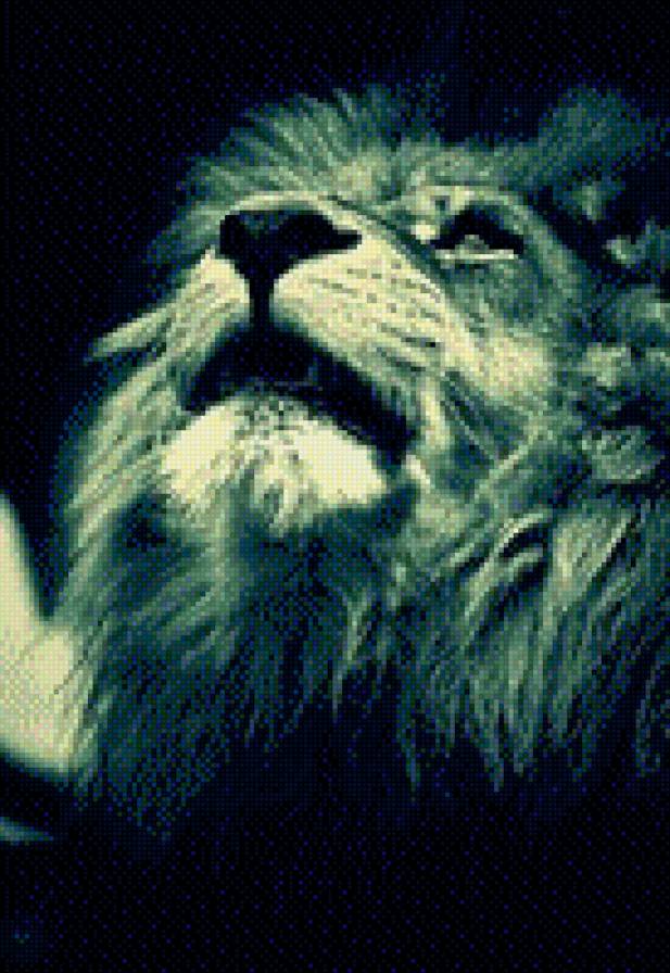 Лев - гордость, лев, животное - предпросмотр