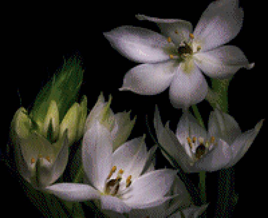 Тюльпаны - черный фон, тюльпаны - предпросмотр