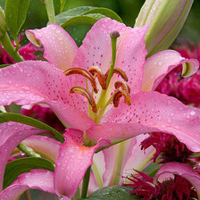 Схема вышивки «лилия»