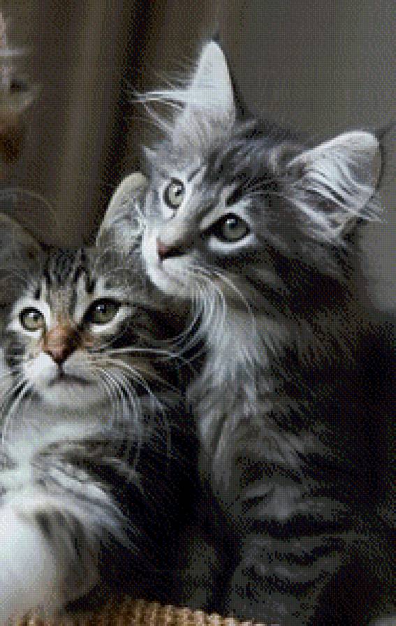 котята - кошки, животные - предпросмотр